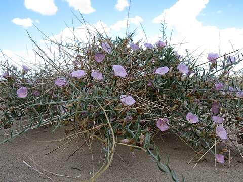 Convolvulus fruticosus Pall. resmi