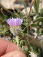 Image of Lackschewitz's fleabane