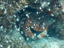 Image of batwing coral crab