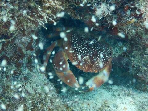 Image of batwing coral crab