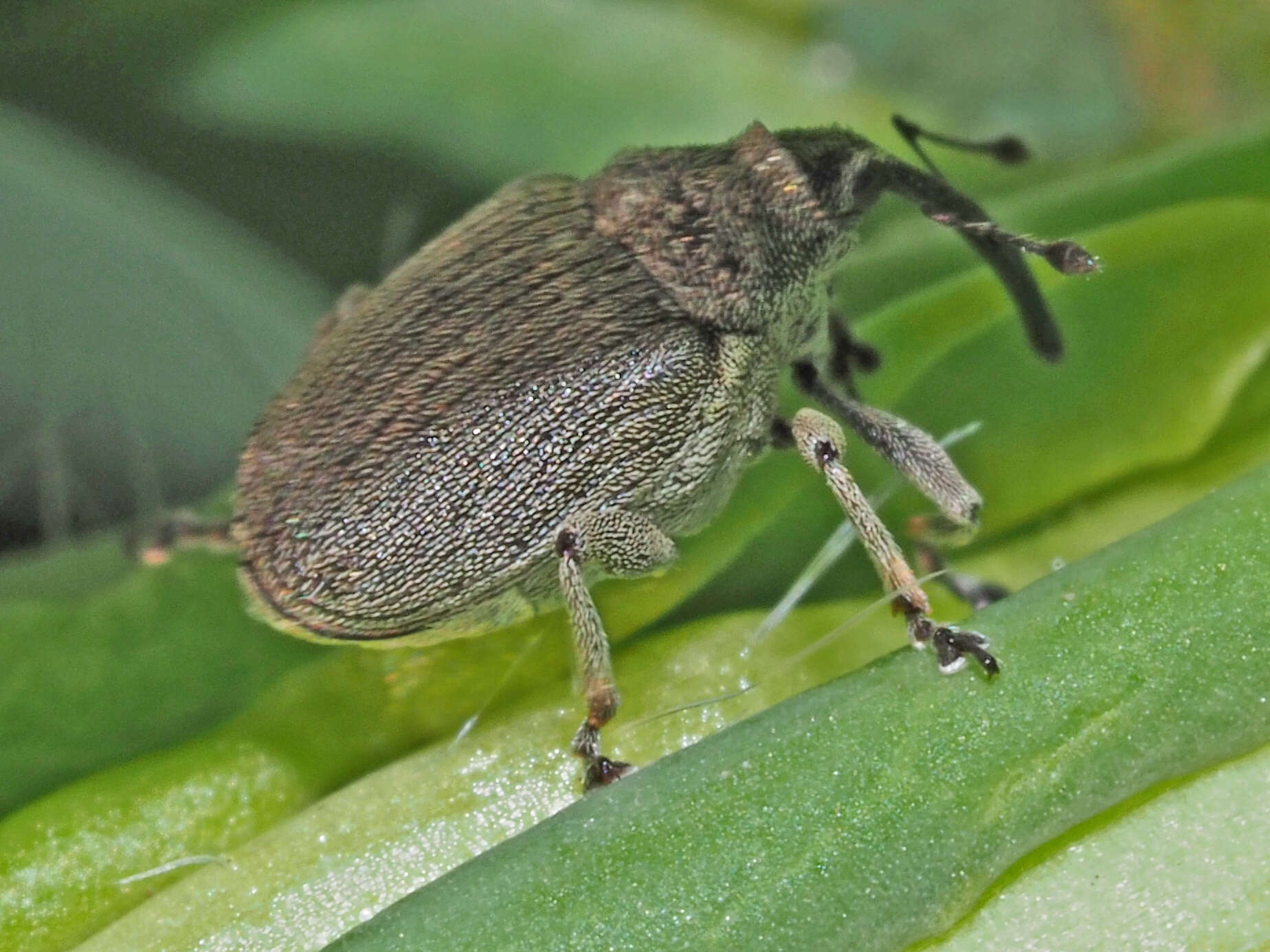 Ceutorhynchus napi Germar 1824 resmi