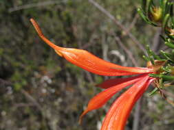 Image of Lambertia ericifolia R. Br.