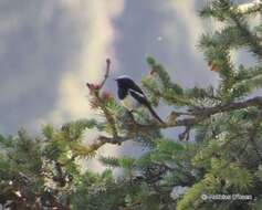 Image of Blue-capped Redstart