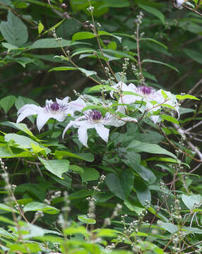 Image of Clematis