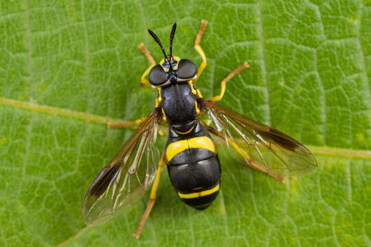 Image de Chrysotoxum bicincta (Linnaeus 1758)