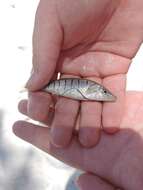 Image de Fundulus similis (Baird & Girard 1853)