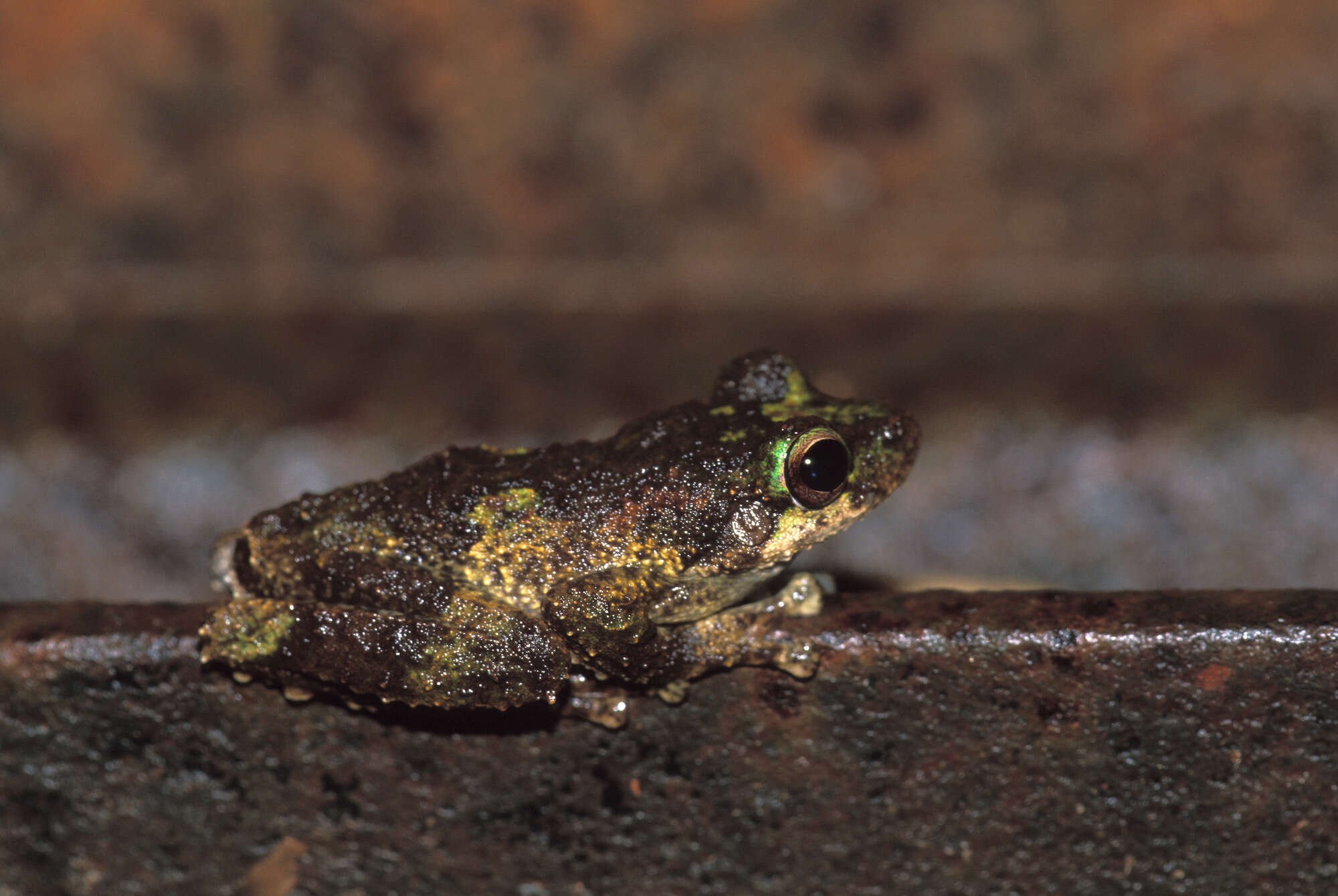 Image of Green-eyed treefrog