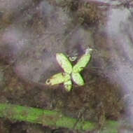 Image of valdivia duckweed