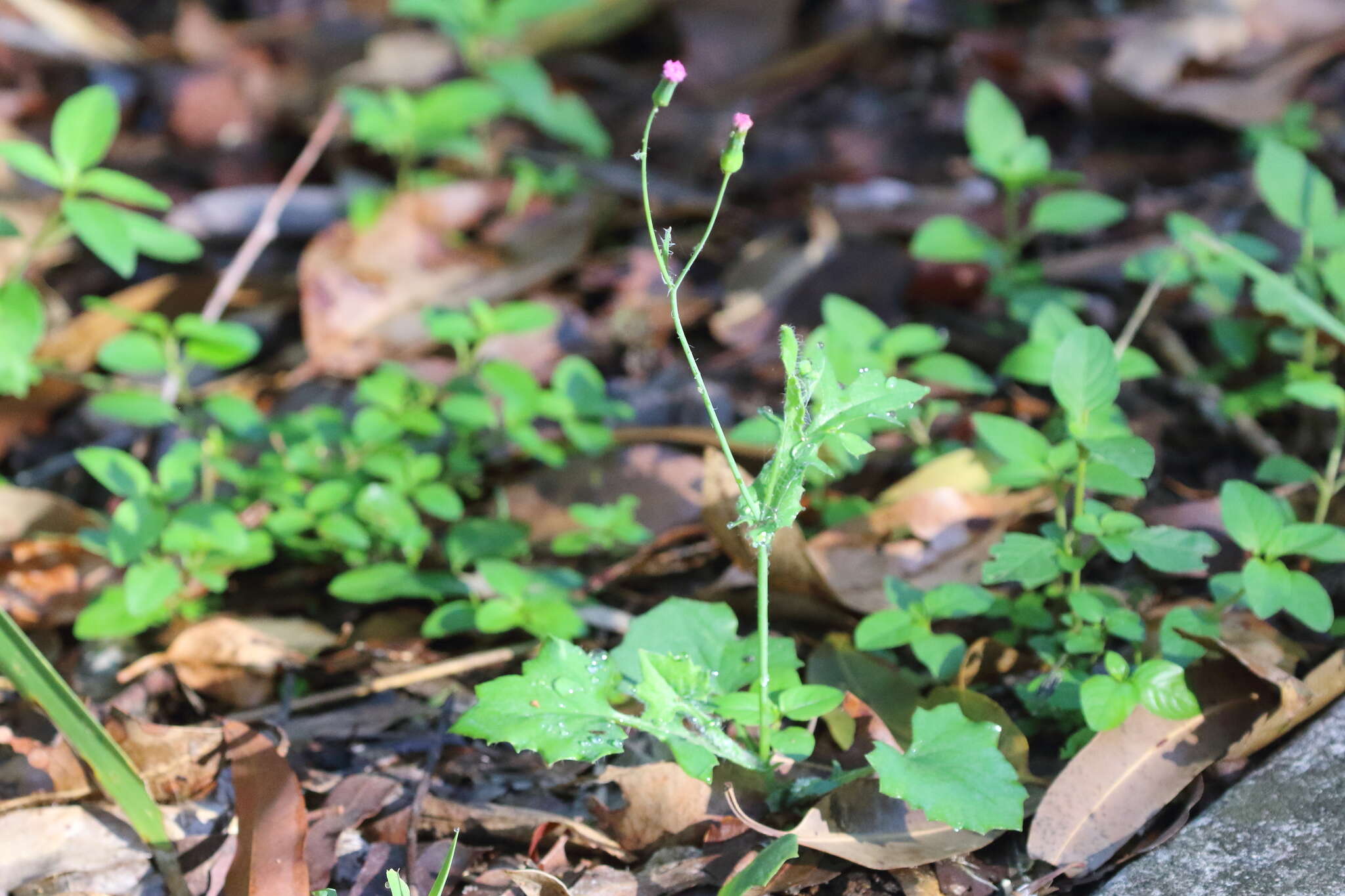 Image of lilac tasselflower