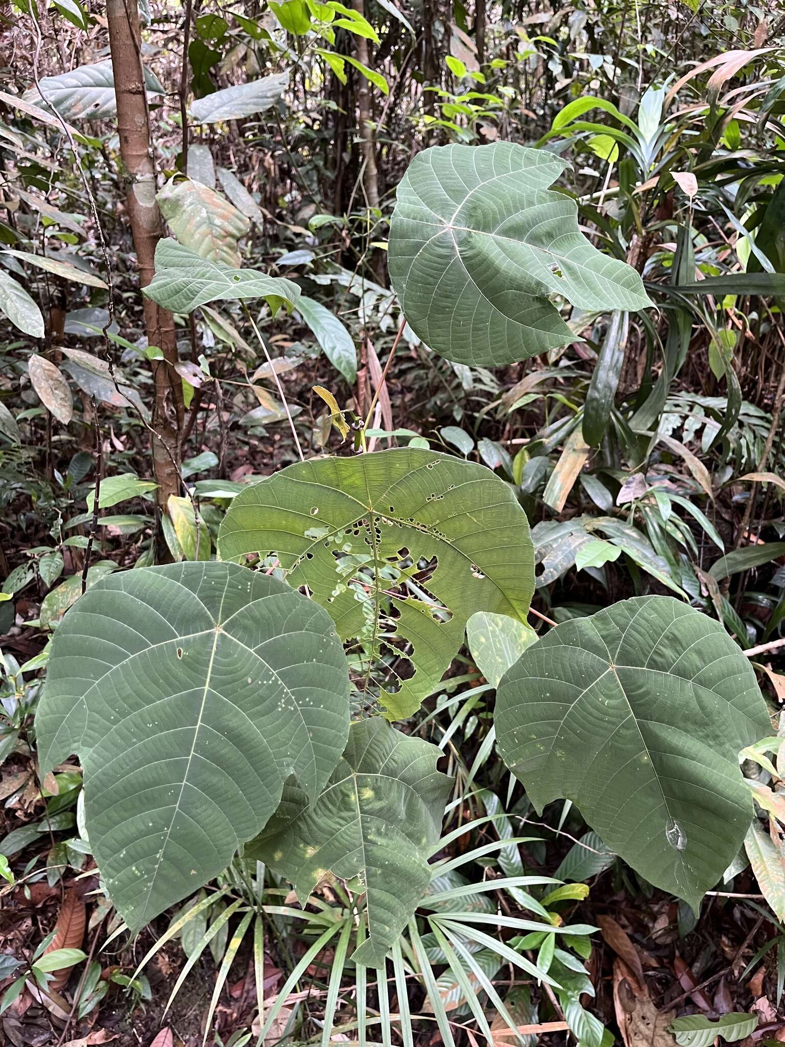 Image of Macaranga bancana (Miq.) Müll. Arg.