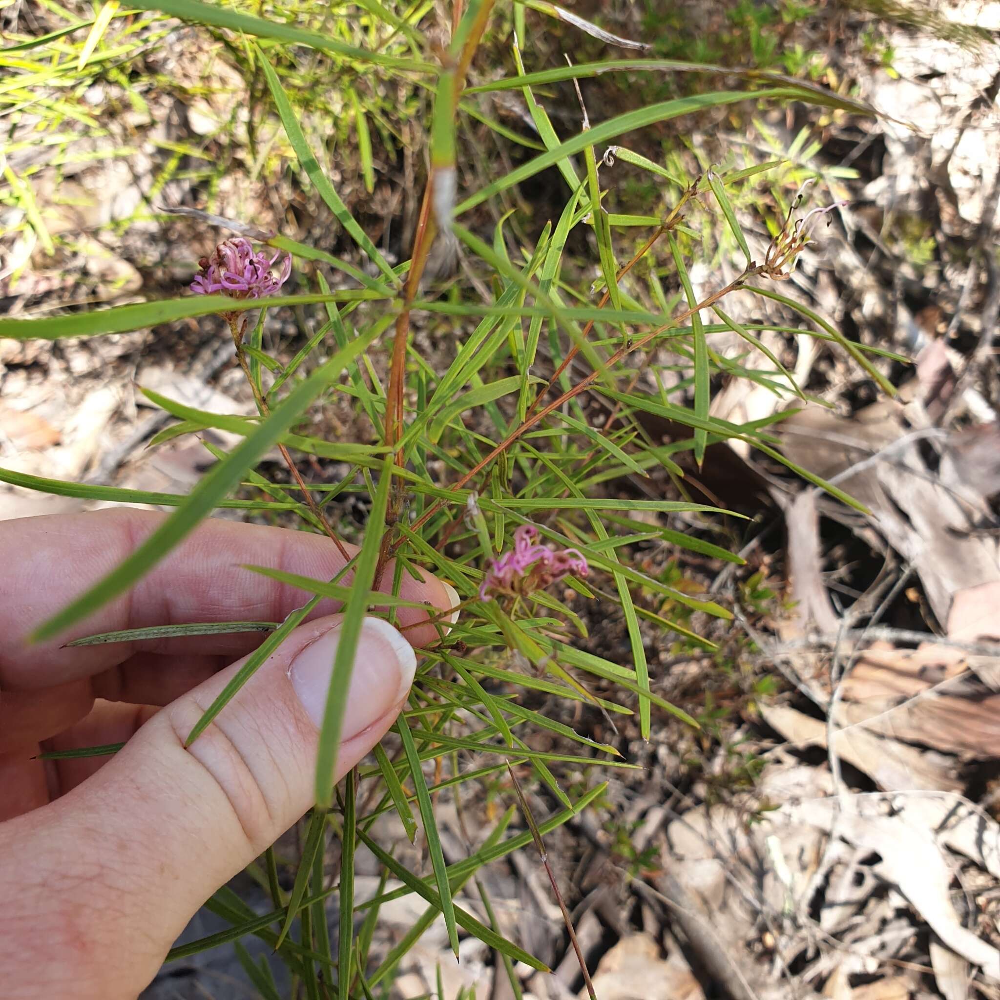 Image of Grevillea parviflora subsp. parviflora