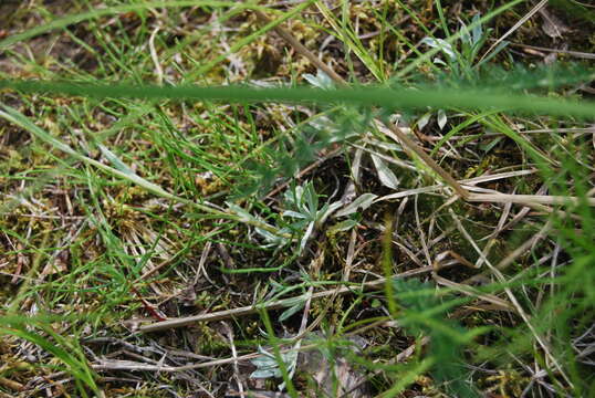 Antennaria rosea subsp. rosea resmi