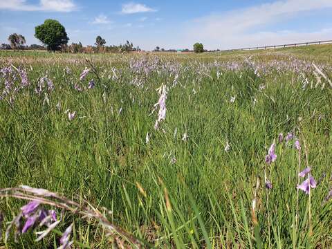 صورة Dierama mossii (N. E. Br.) Hilliard