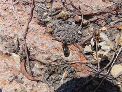 Image of Liometopum apiculatum Mayr 1870