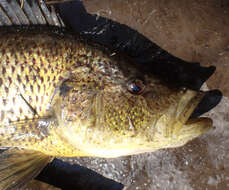 Image of Thinface cichlid