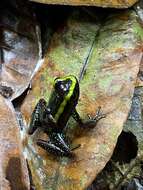 Image of Kokoe Poison Frog