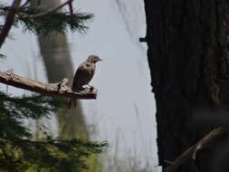 Image of Townsend's Solitaire