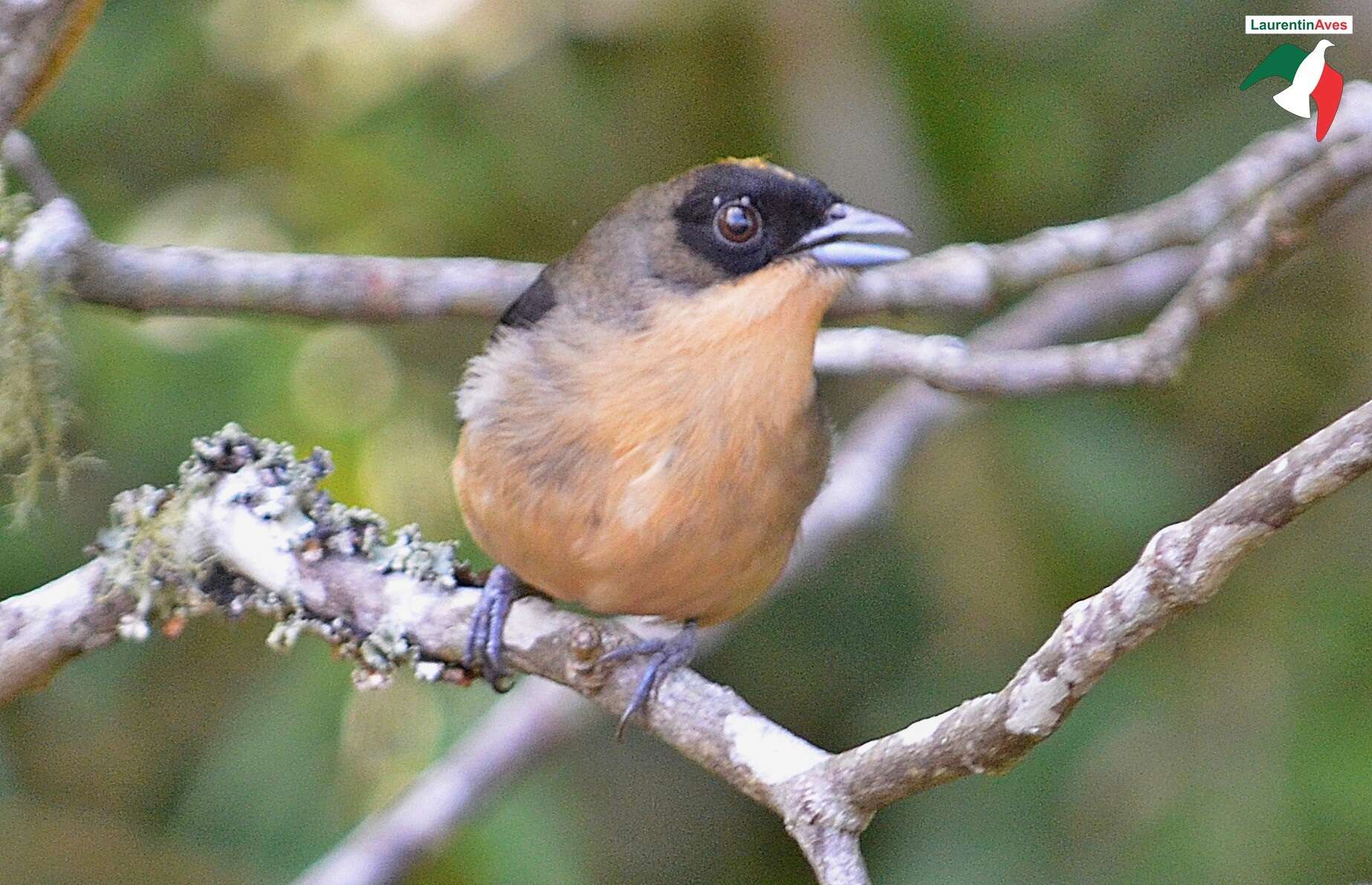 Image of Trichothraupis Cabanis 1851