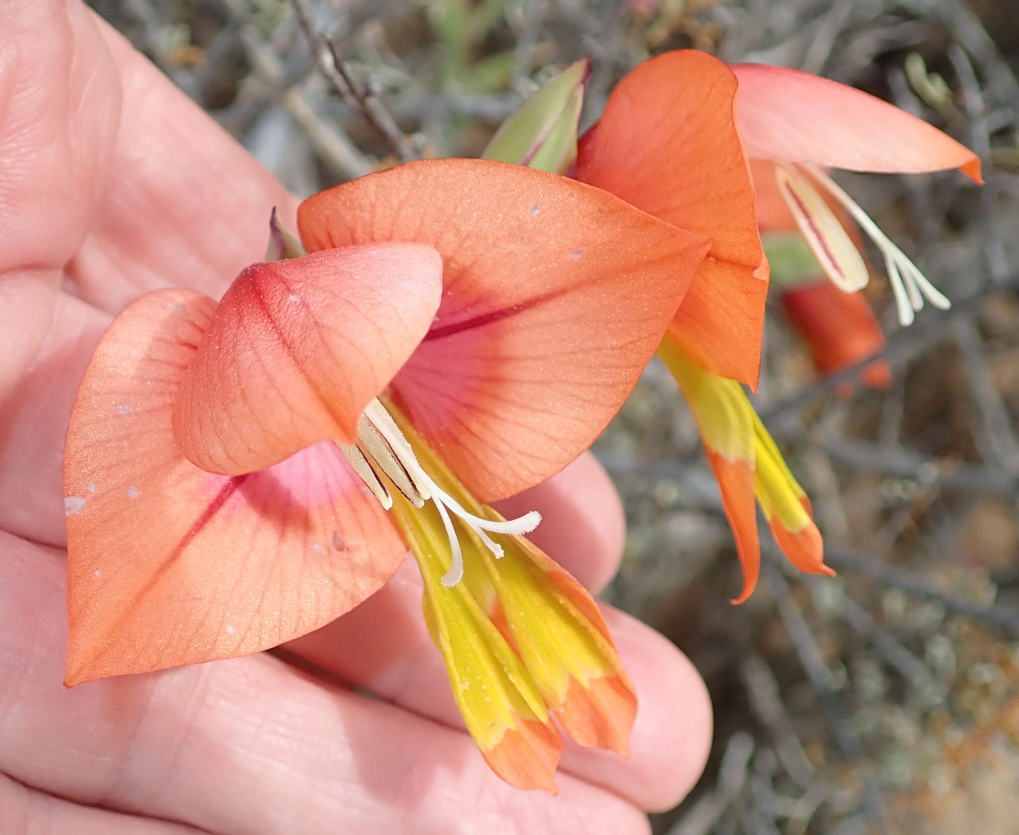 Image of Gladiolus equitans Thunb.