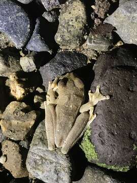 Image of Panama Cross-banded Treefrog