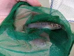 Image of Barred killifish