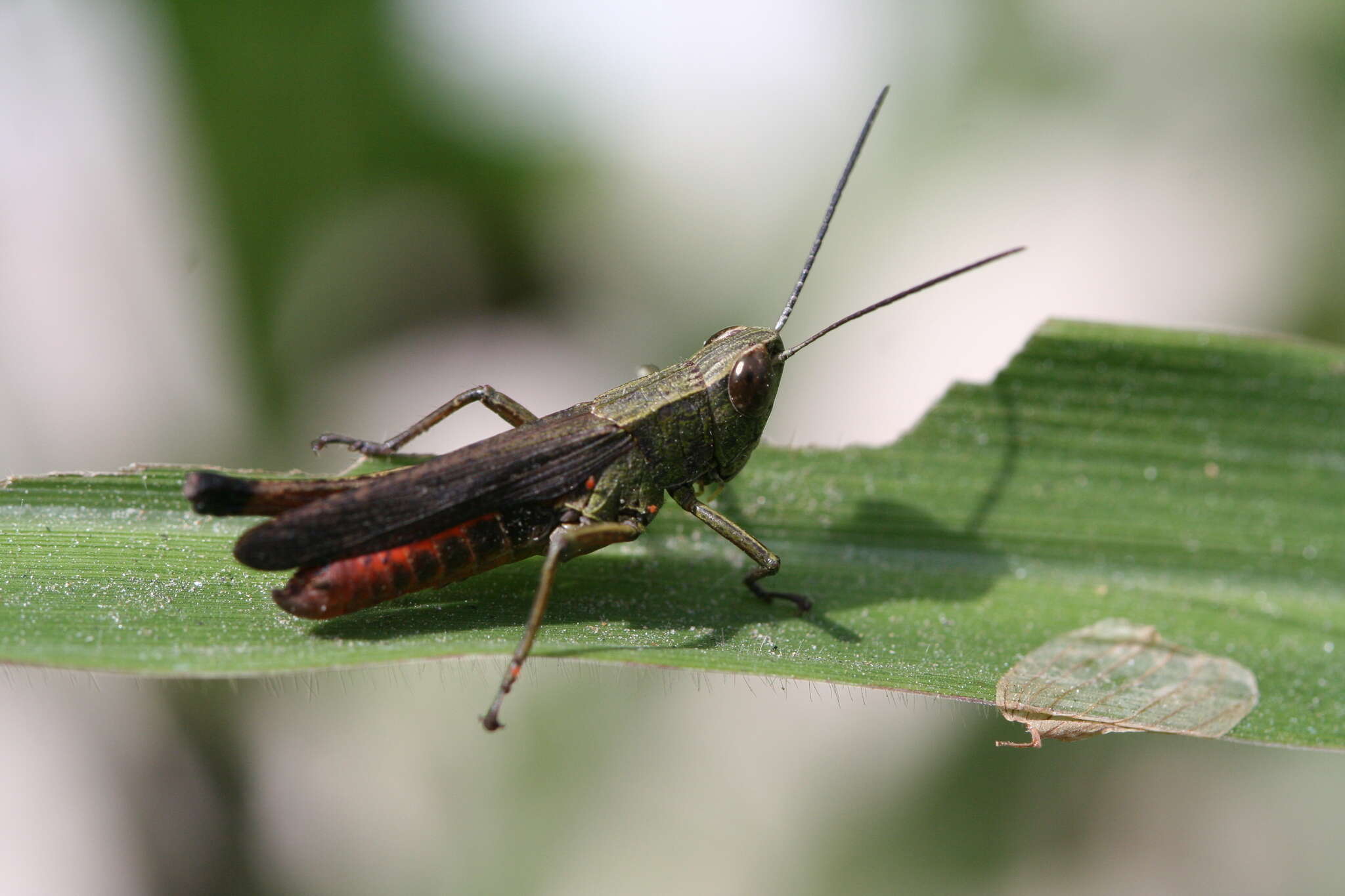 Слика од Amblytropidia trinitatis Bruner & L. 1904