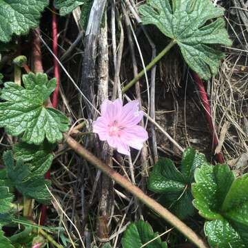 Image of dwarf checkerbloom