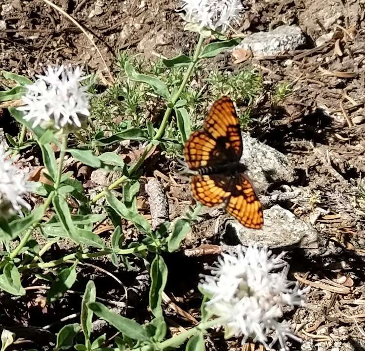 Image of Hoffmann's Checkerspot