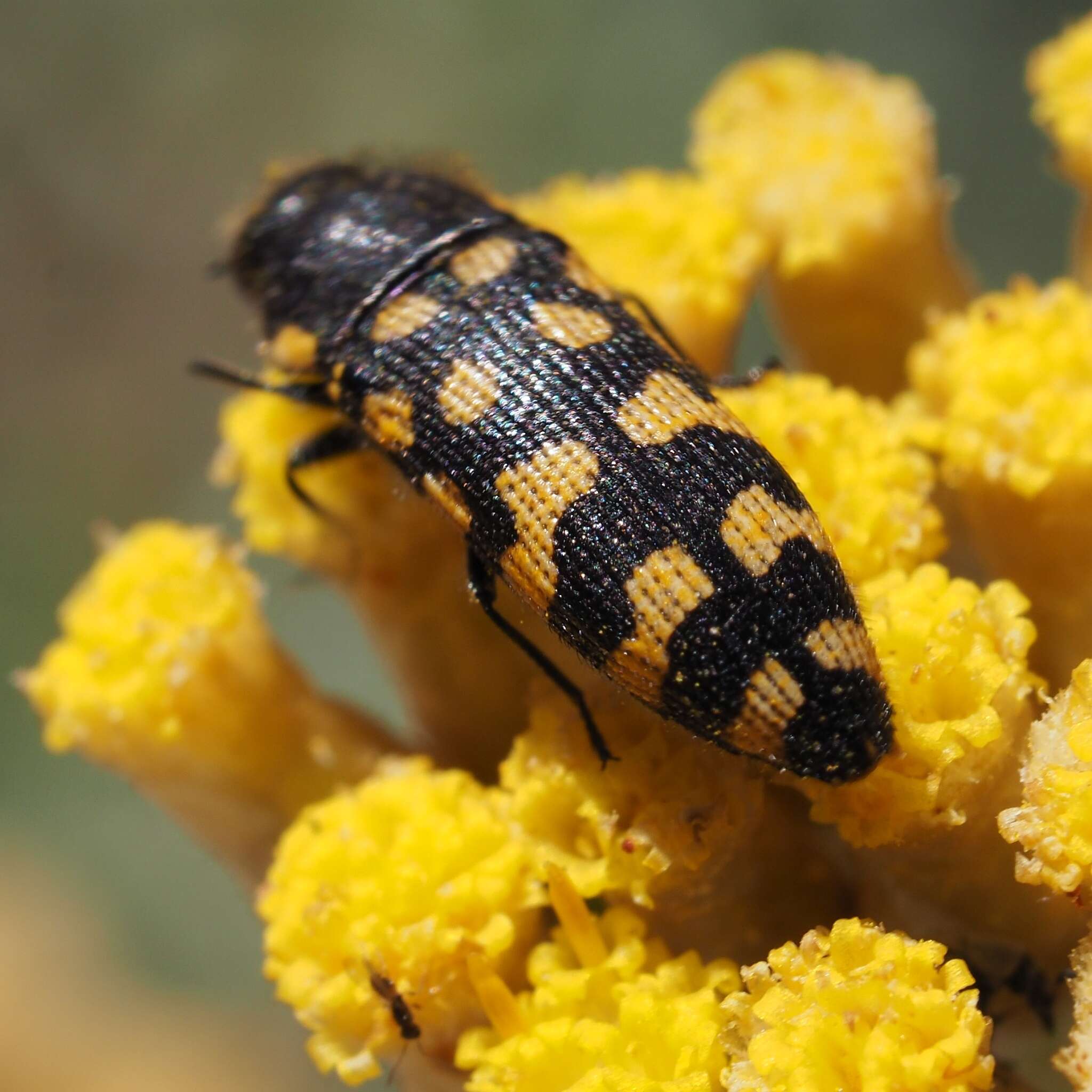 Image of Acmaeodera quadrifasciata prunneri Spinola 1838