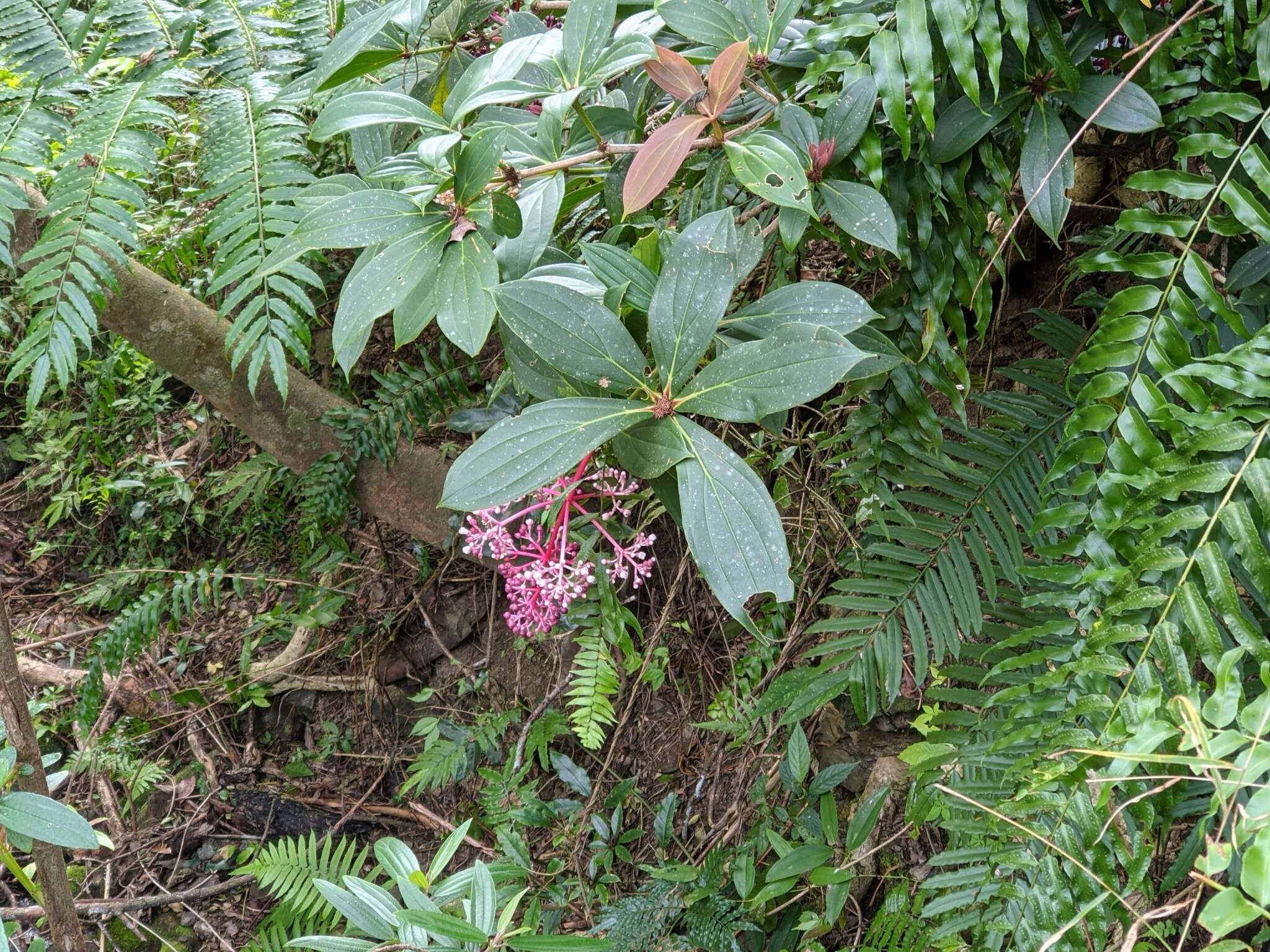 Слика од Medinilla formosana Hayata