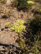 Crassula flava L. resmi