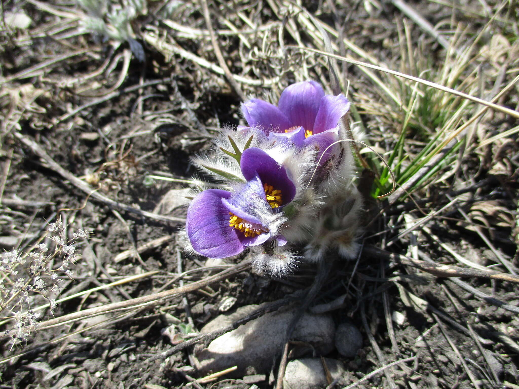 Imagem de Pulsatilla turczaninovii Krylov & Serg.