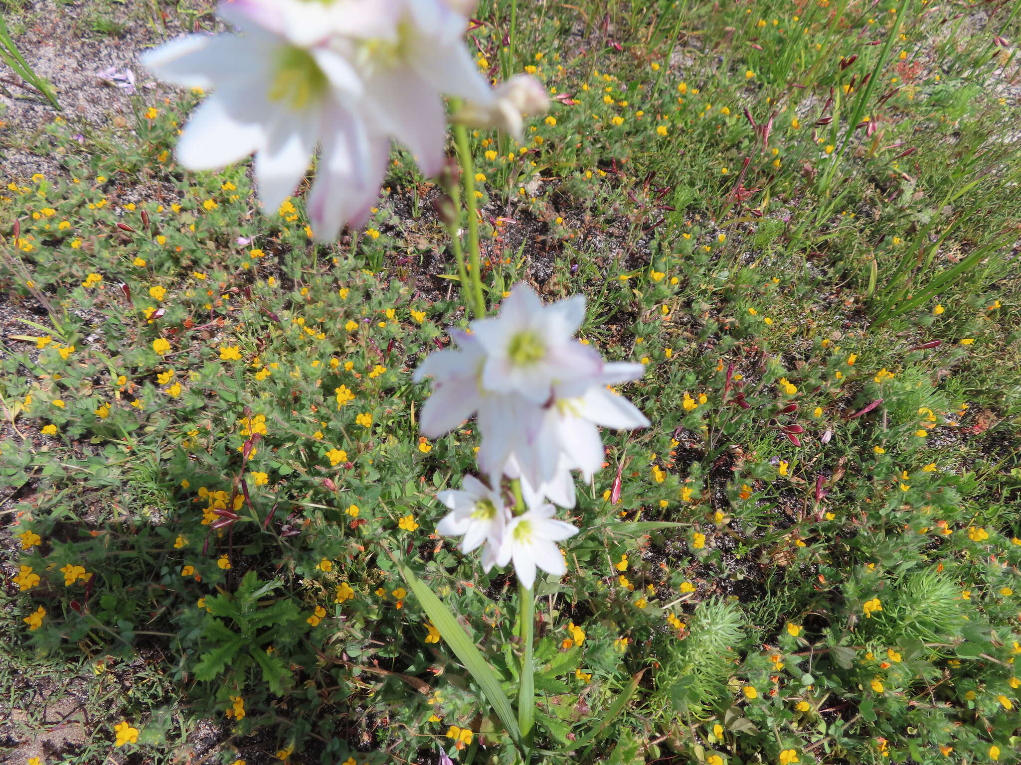 Image of Ixia flexuosa L.