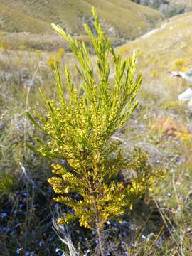 Image of Thesium susannae A. W. Hill.