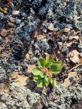 Image of Pelargonium radiatum (Andr.) Pers.