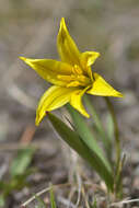 Image of Tulipa heterophylla (Regel) Baker