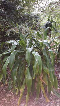 Image of large-leaved dragon tree