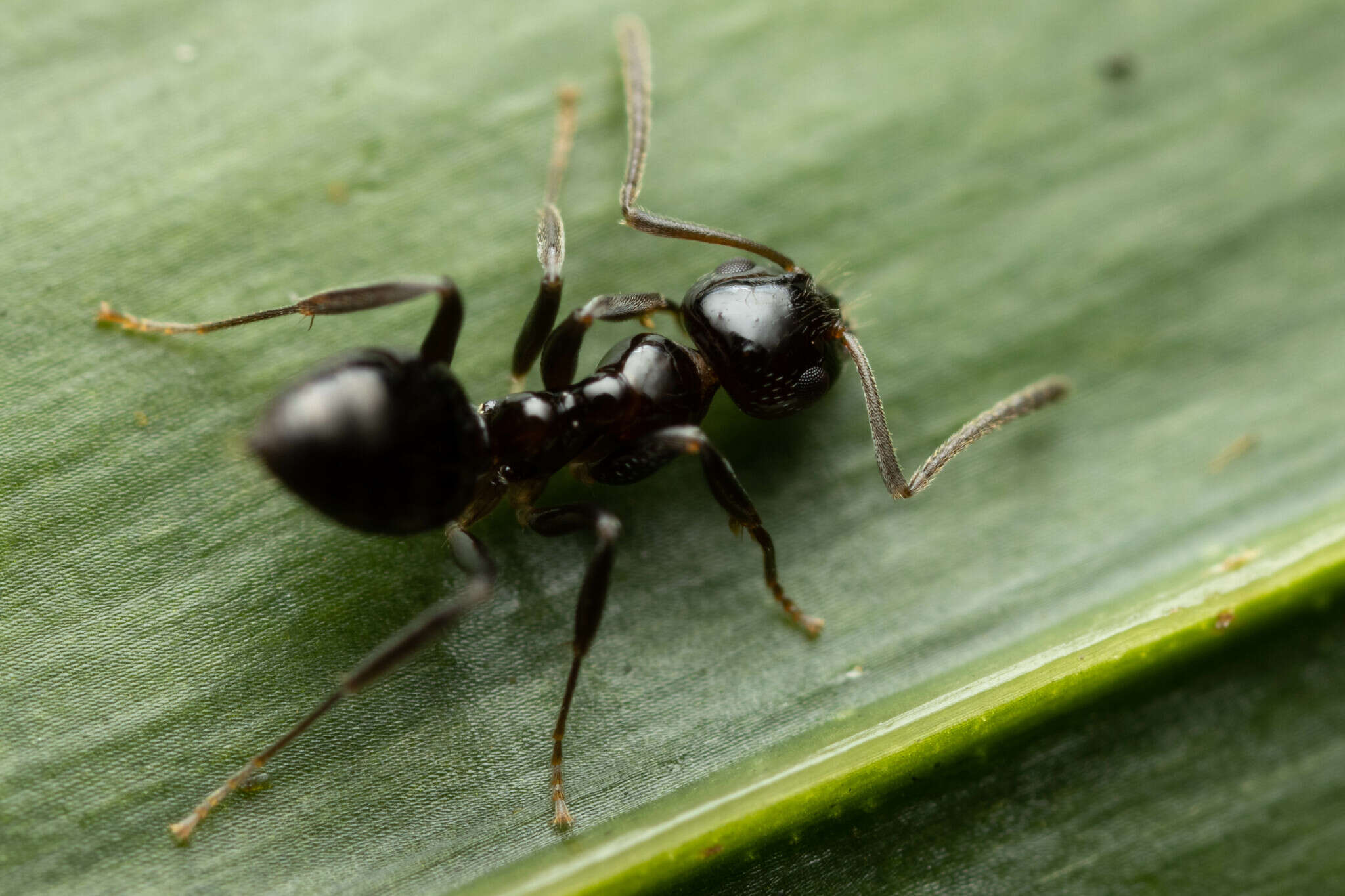 Image of Prolasius convexus McAreavey 1947