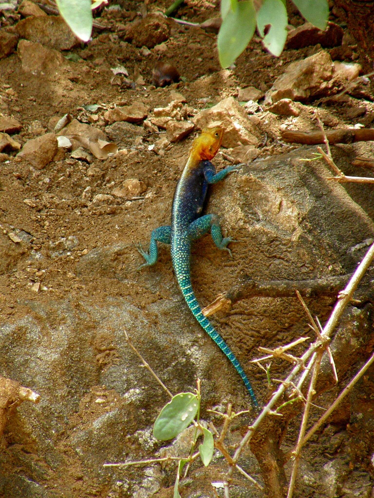 صورة Agama lionotus Boulenger 1896