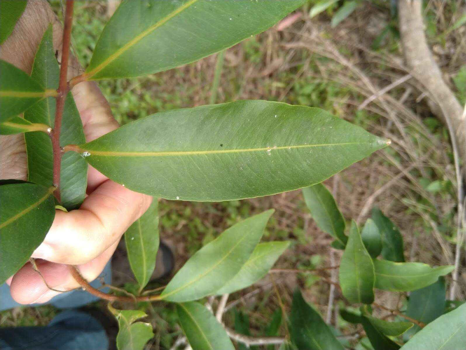 Image of Syzygium floribundum F. Müll.