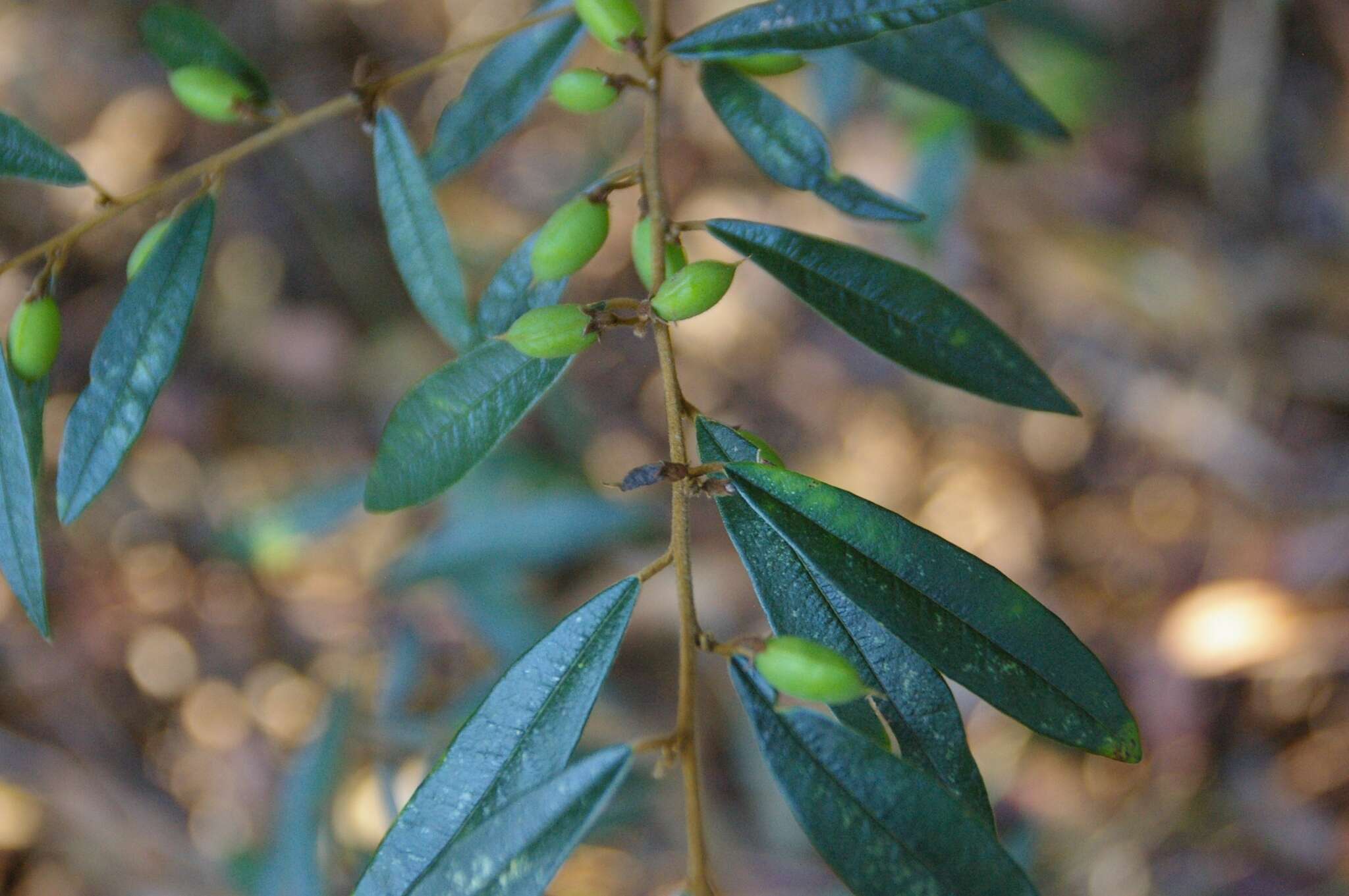 Слика од Hovea acutifolia G. Don