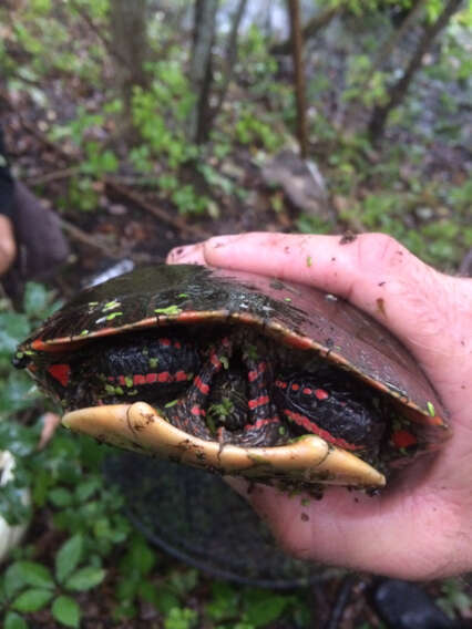 Image of Eastern Painted Turtle