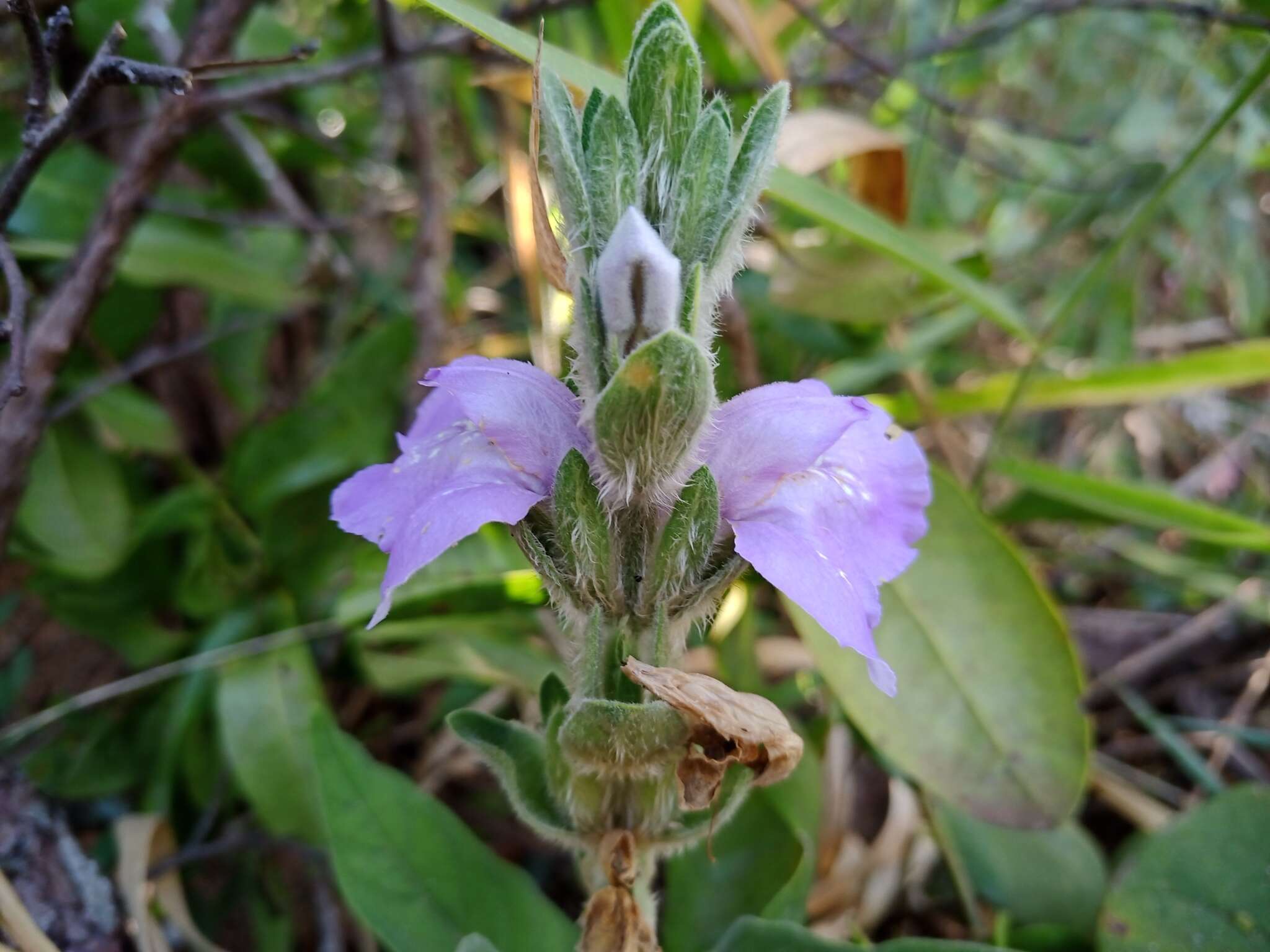 Image de Justicia chrysotrichoma Pohl ex Nees