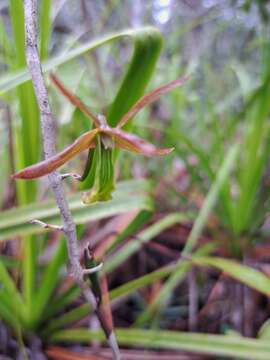 Imagem de Dendrobium verruciferum Rchb. fil.