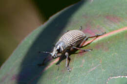 Image of Catasarcus cygnensis R. T. Thompson 1968