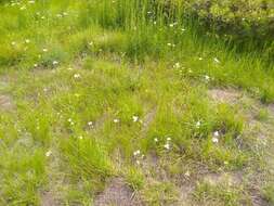 Image de Calochortus lyallii Baker