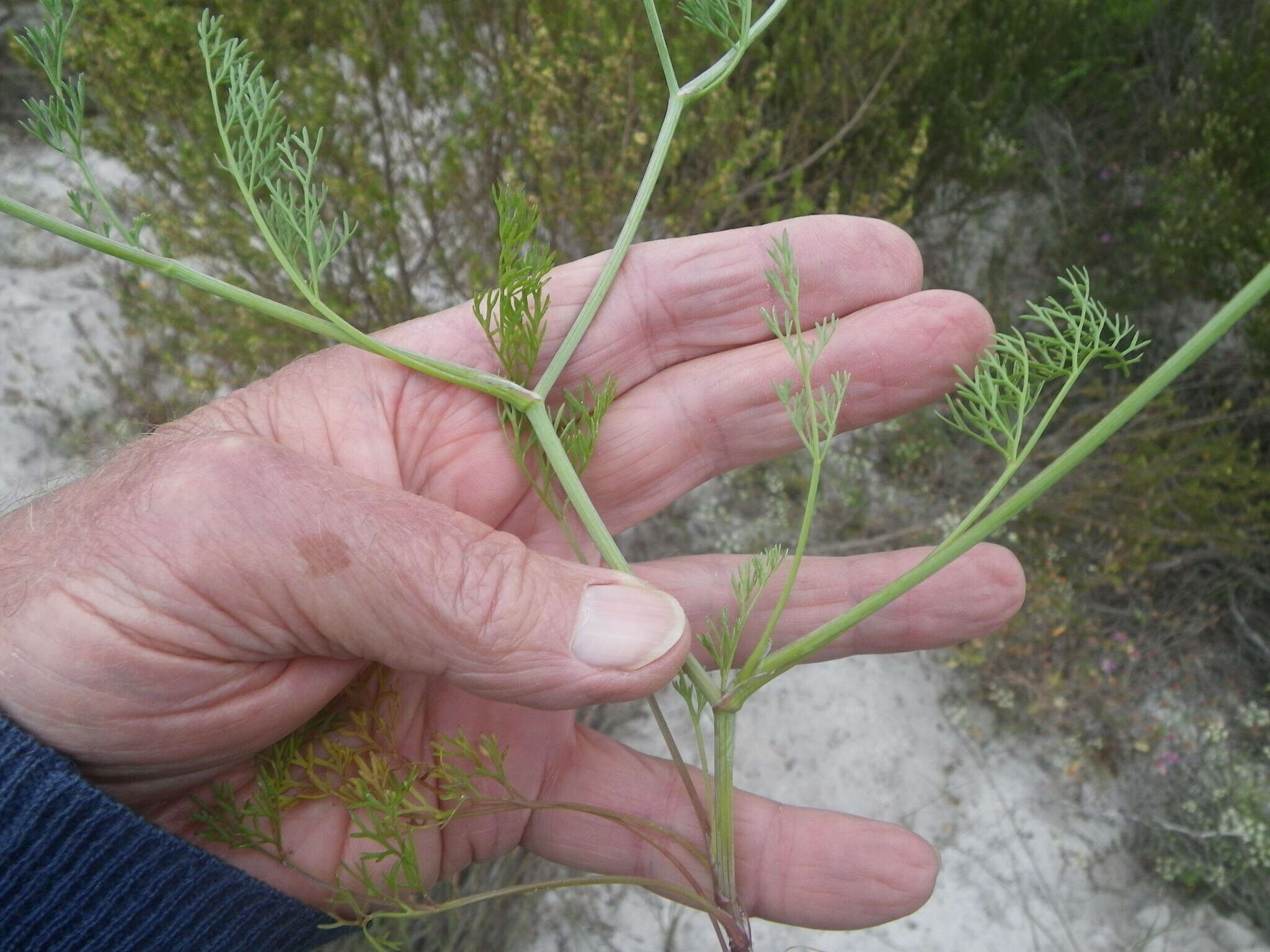 Dasispermum hispidum resmi