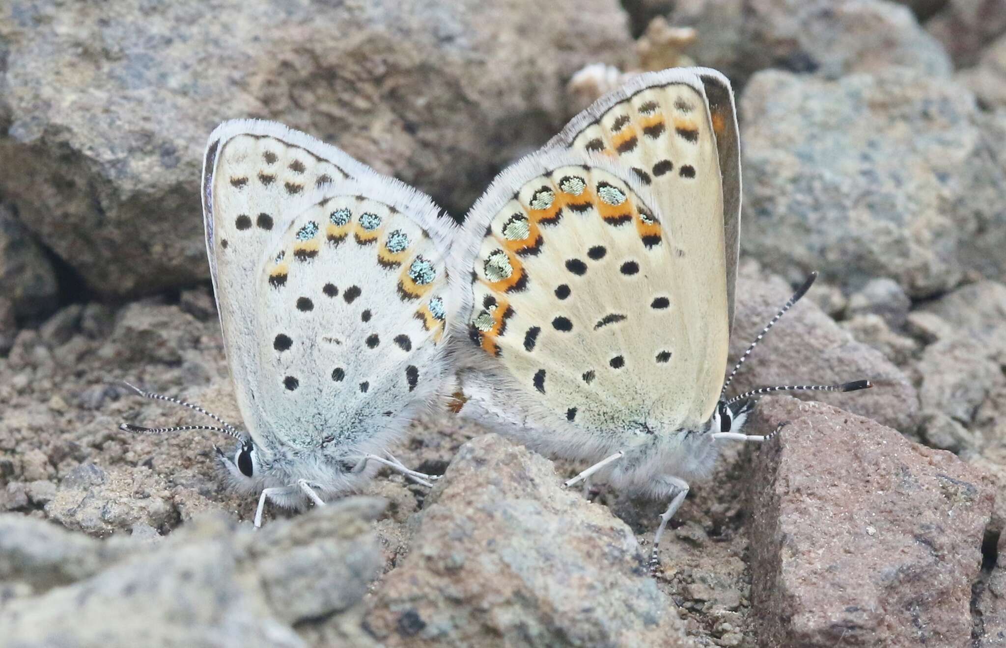 Image of <i>Plebejus fridayi</i>