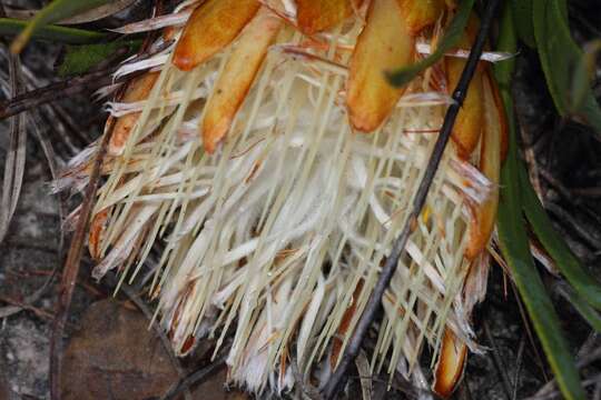 Image of Protea aspera Phillips