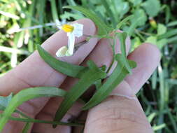 Image of Texas nightshade